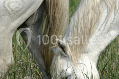 Location salle Arles (Bouches-du-Rhône) - Manade Mailhan Mas Des Bernacles #24