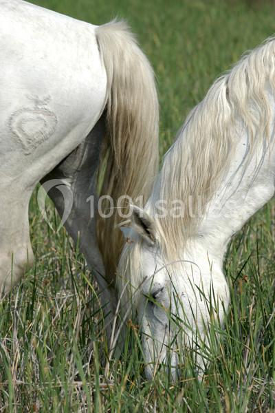 Location salle Arles (Bouches-du-Rhône) - Manade Mailhan Mas Des Bernacles #14