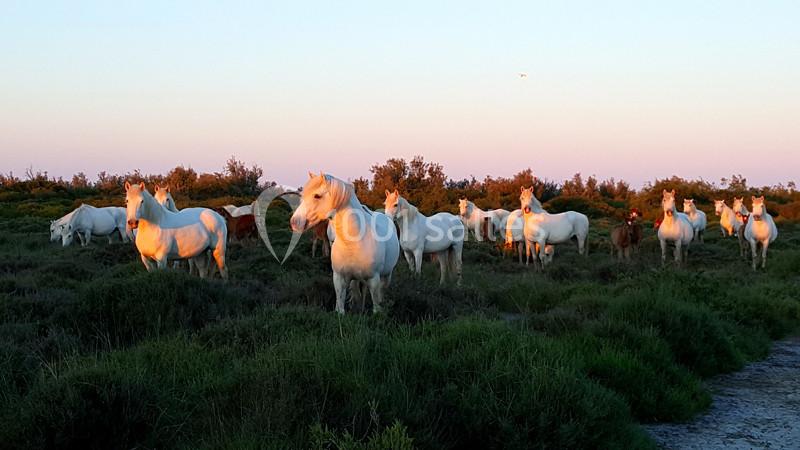 Location salle Arles (Bouches-du-Rhône) - Manade Mailhan Mas Des Bernacles #4