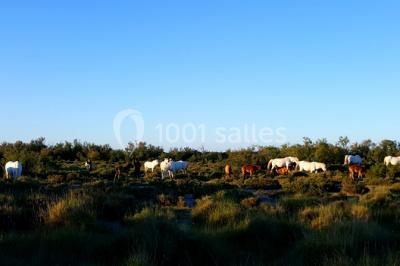Location salle Arles (Bouches-du-Rhône) - Manade Mailhan Mas Des Bernacles #24