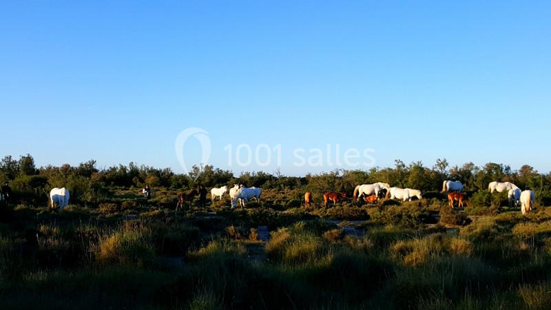 Location salle Arles (Bouches-du-Rhône) - Manade Mailhan Mas Des Bernacles #16