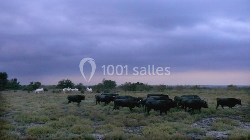 Location salle Arles (Bouches-du-Rhône) - Manade Mailhan Mas Des Bernacles #17