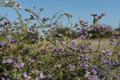 Location salle Arles (Bouches-du-Rhône) - Manade Mailhan Mas Des Bernacles #24