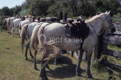 Location salle Arles (Bouches-du-Rhône) - Manade Mailhan Mas Des Bernacles #24