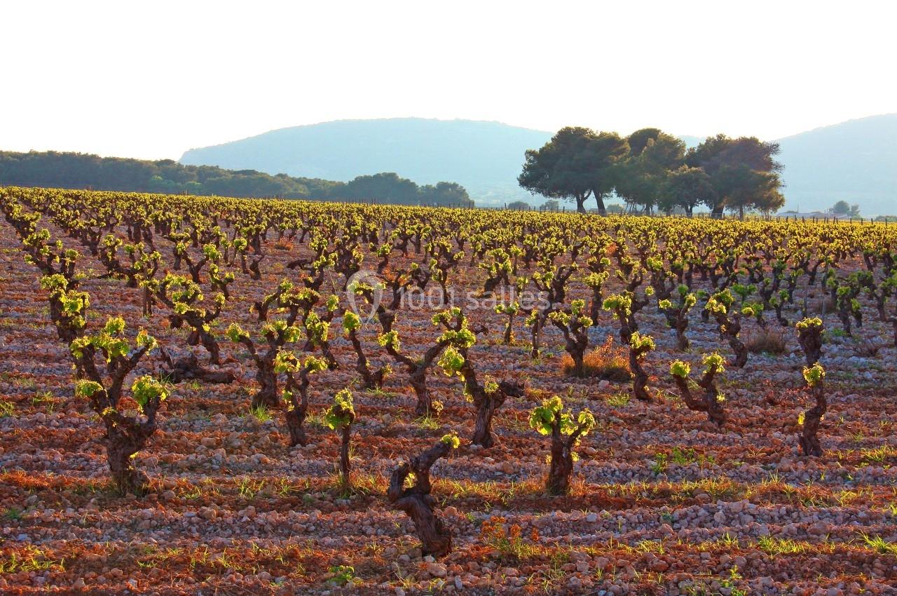 Vignes alignées dans un champ au sol rocailleux, avec des collines et des arbres en arrière-plan sous une lumière douce.