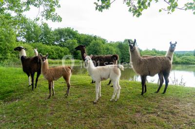 Location salle Saint-Bonnet-de-Vieille-Vigne (Saône-et-Loire) - Les Gîtes du Miel #13