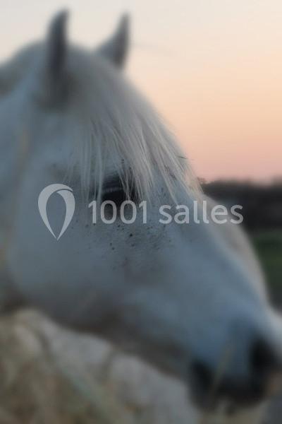 Cheval blanc vu de profil, avec une crinière tombante, au crépuscule dans un décor naturel flou.