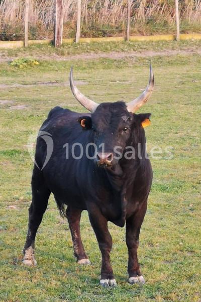 Taureau noir avec de grandes cornes, debout dans un pré herbeux entouré de clôtures en bois.