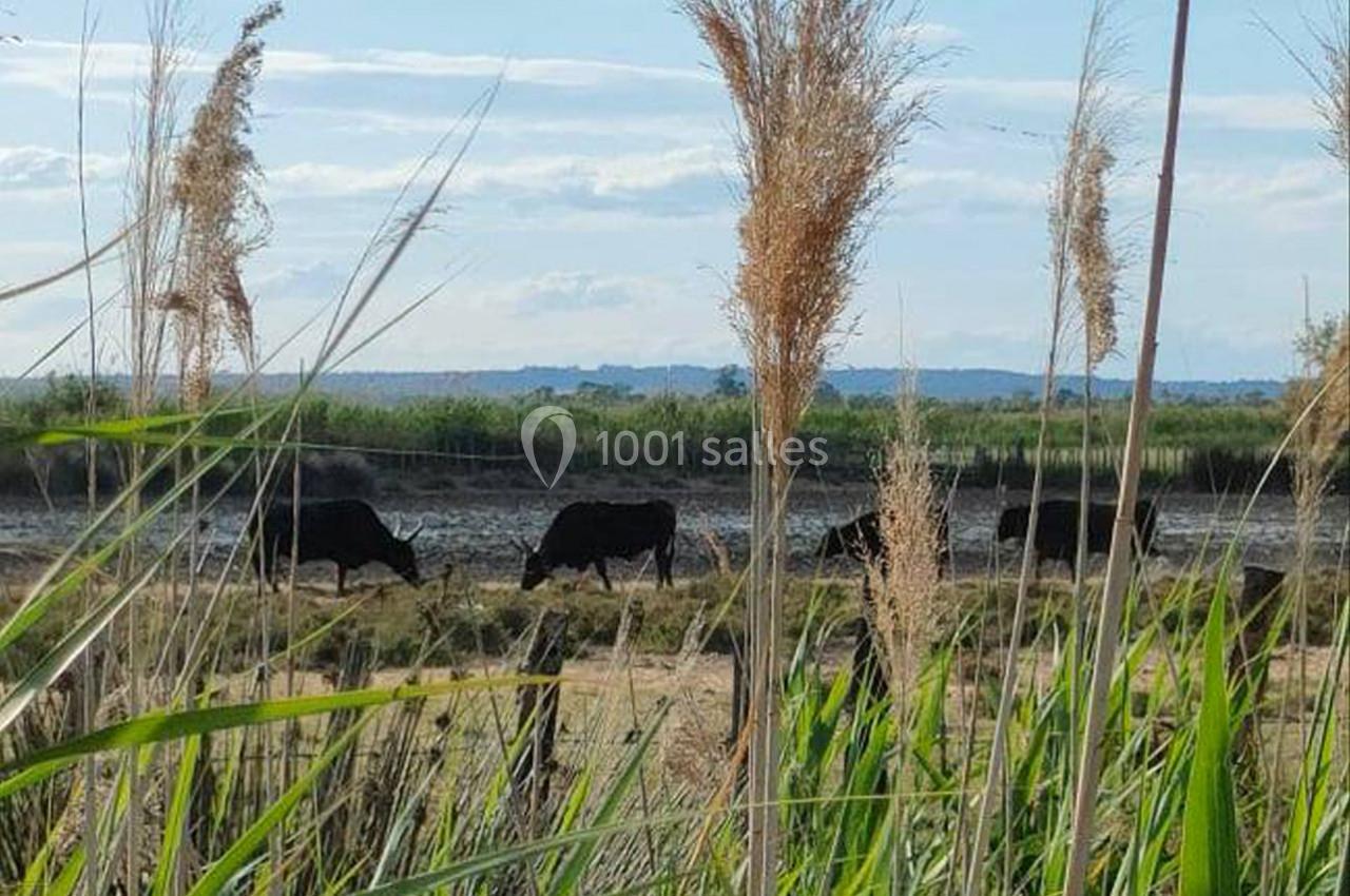 Des taureaux noirs traversent un marais dans un paysage naturel entouré de roseaux et d'herbes hautes.
