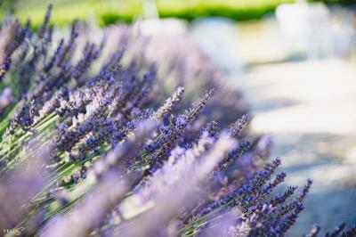 Location salle Saint-Saturnin-lès-Apt (Vaucluse) - La Fontaine des Noyers #6