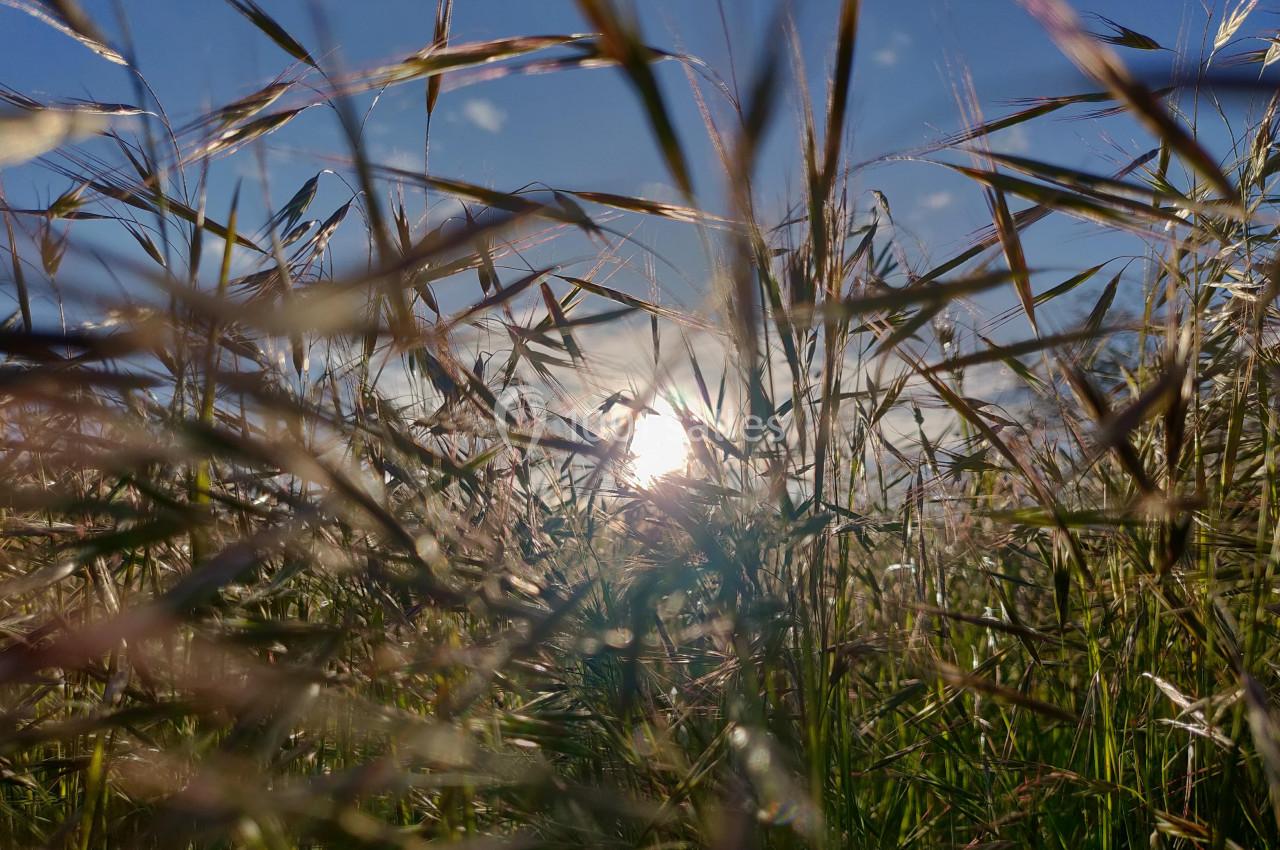 Calme et repos au Domaine Saint-Antonin - 2018