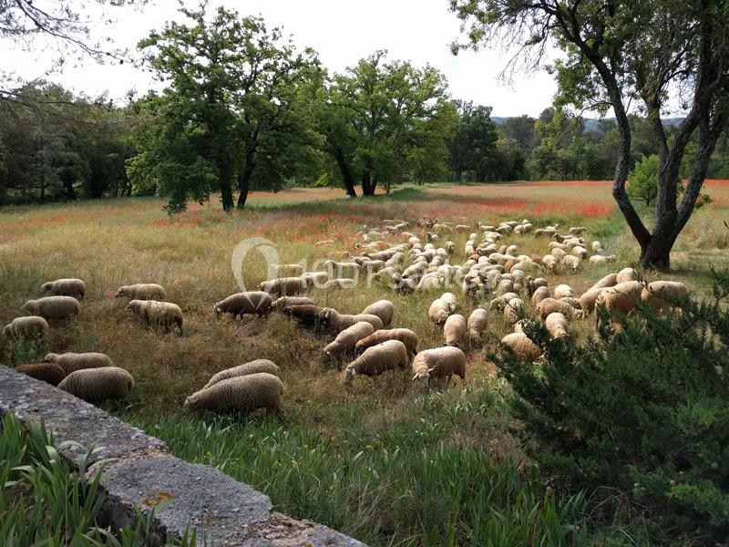Pâturage sur le Domaine Saint-Antonin - 2018