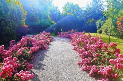 Couronne de fleurs blanches et roses suspendue à un arbre sous la lumière du soleil dans un jardin verdoyant.