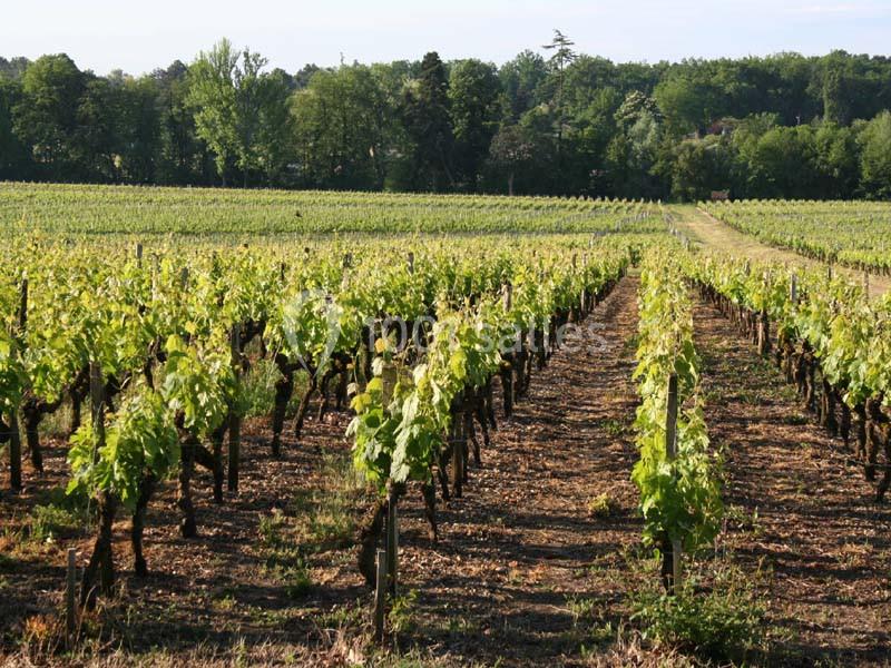 Location salle Cadaujac (Gironde) - Château Bouscaut #15