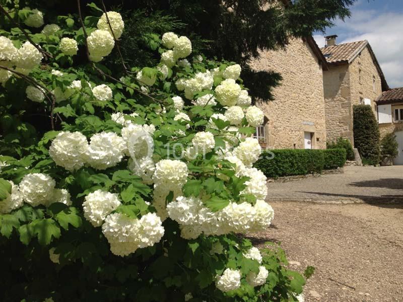 Arbuste aux fleurs blanches en premier plan devant une maison en pierre dans un cadre rural.