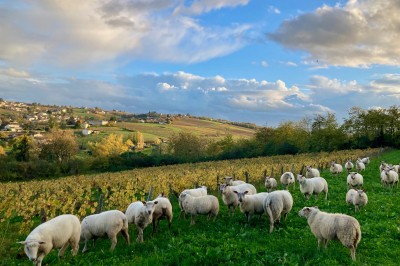 Troupeau de moutons paissant dans un champ verdoyant, avec des vignobles et un village en arrière-plan sous un ciel nuageux.