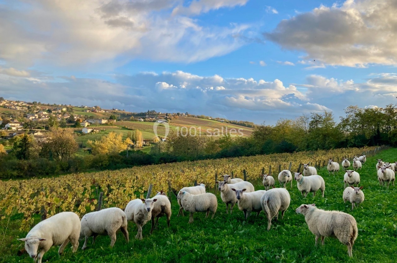 Troupeau de moutons paissant dans un champ verdoyant, avec des vignobles et un village en arrière-plan sous un ciel nuageux.