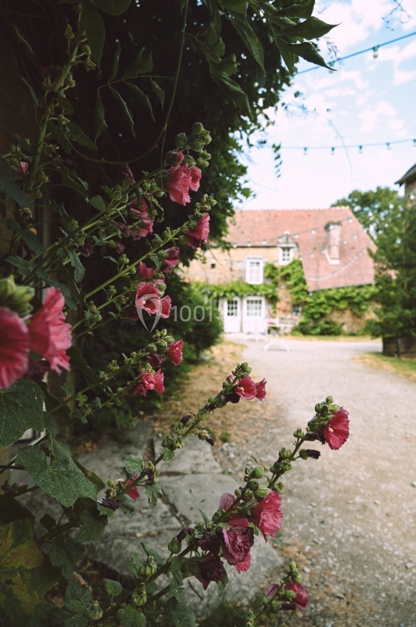 Fleurs roses au premier plan avec une maison en pierre couverte de lierre en arrière-plan sous un ciel dégagé.