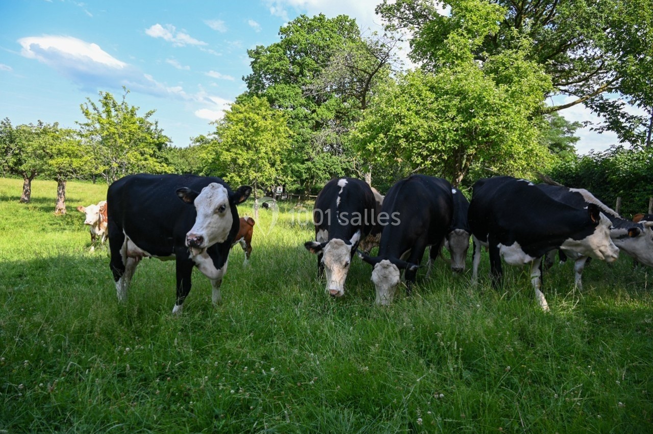 Des vaches noires et blanches broutent de l'herbe dans un pré verdoyant entouré d'arbres.