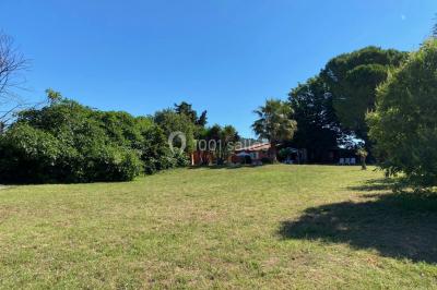 Terrain de pétanque ensoleillé entouré d'arbres et de végétation dans un jardin.