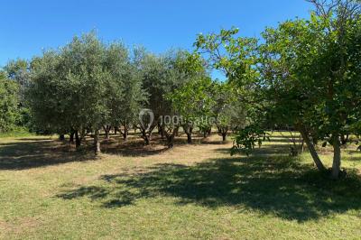 Terrain de pétanque ensoleillé entouré d'arbres et de végétation dans un jardin.