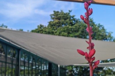 Miniature Location salle Talmont-Saint-Hilaire (Vendée) - Villa Cristal #16 Plante à fleurs rouges en gros plan devant une pergola en bois et une terrasse avec des structures modernes.