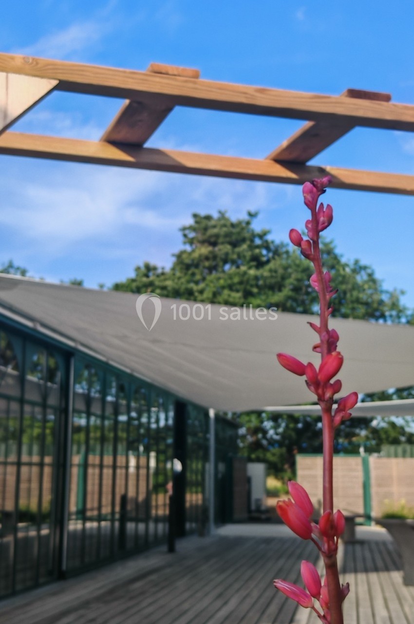 Plante à fleurs rouges en gros plan devant une pergola en bois et une terrasse avec des structures modernes.