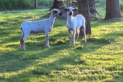 Chaise en bois marquée ’Gîte de la Barre’ dans un jardin verdoyant près d'une maison en pierre et crépi.