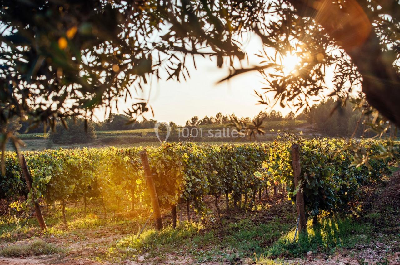 Vignes verdoyantes éclairées par la lumière du soleil couchant, entourées d'arbres dans un paysage rural.