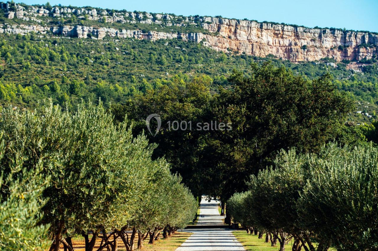 Allée bordée d'oliviers menant vers un paysage de collines rocheuses sous un ciel dégagé.