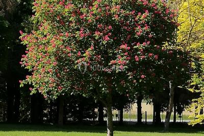 Canapé doré avec assise blanche devant un décor floral et un rideau blanc, éclairé par des appliques murales.