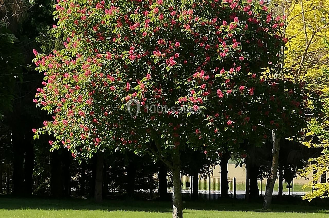 Arbre en fleurs roses au milieu d'une pelouse verte, entouré d'autres arbres sous un ciel dégagé.