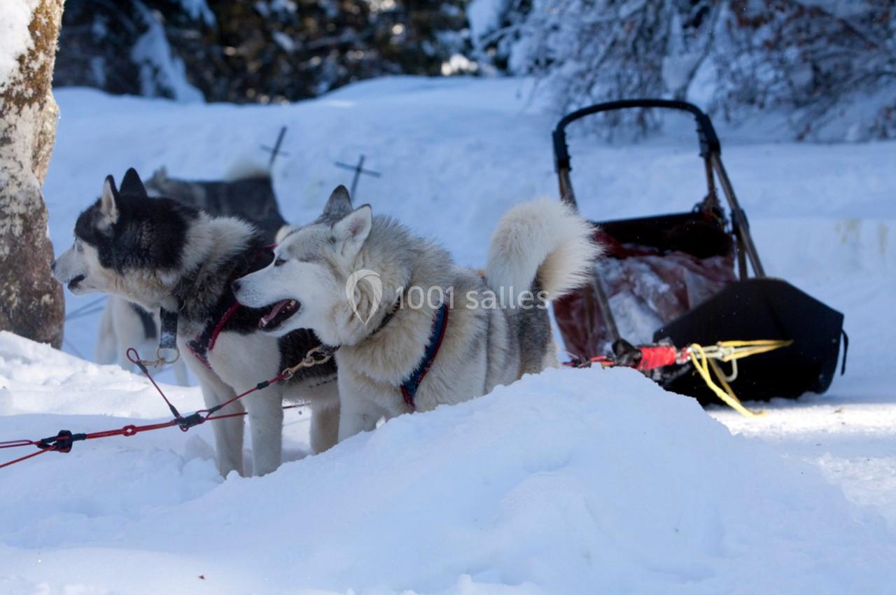 Chiens de traîneau attachés à un harnais, prêts devant un traîneau dans un paysage enneigé.