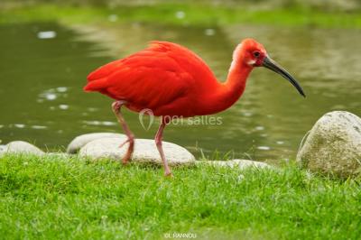 Logo du parc animalier et botanique de Branféré avec une silhouette de girafe et le texte ’La Fondation de France présente’.