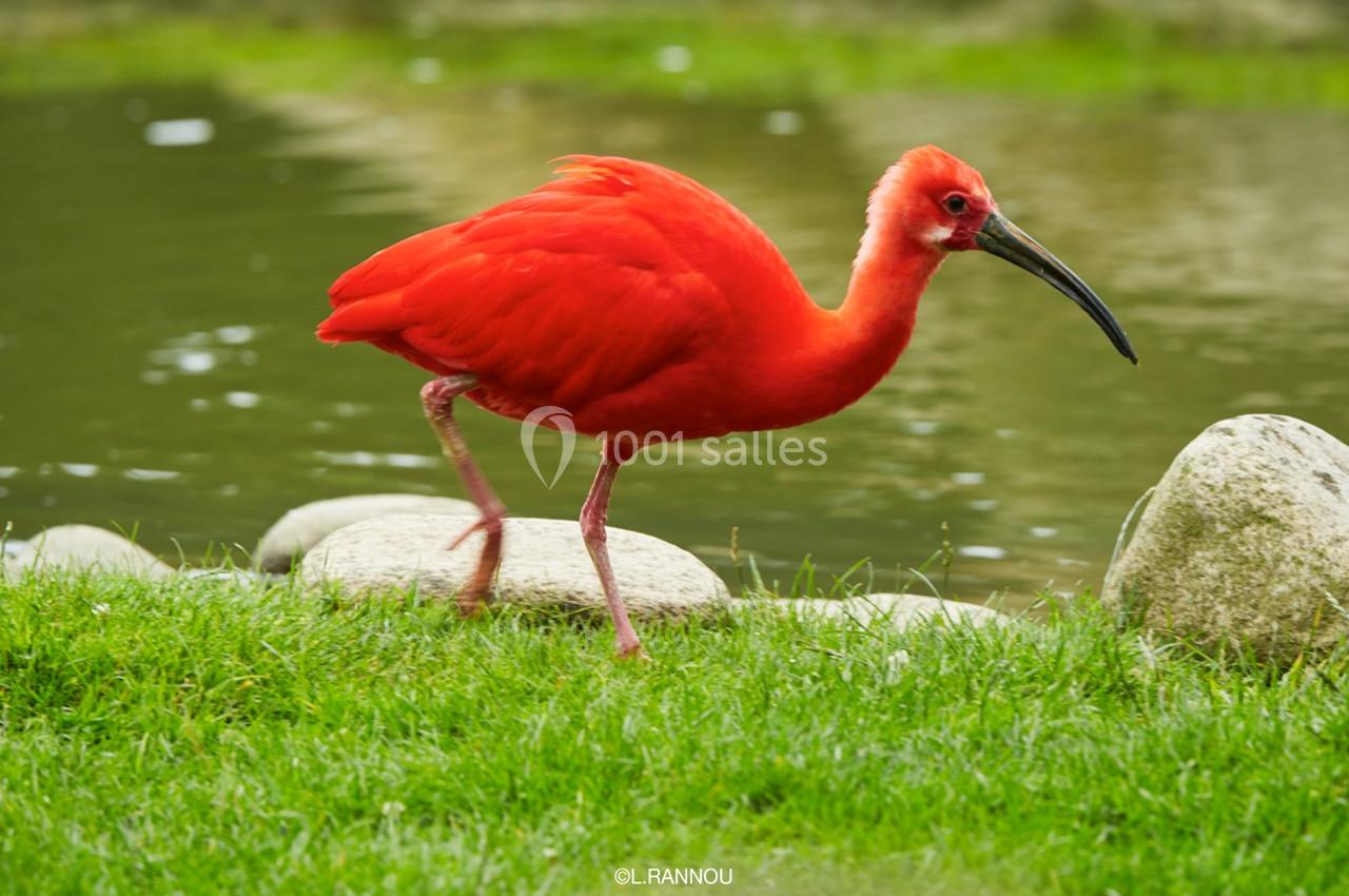 Ibis rouge marchant sur l'herbe près d'un plan d'eau, avec des pierres en arrière-plan.