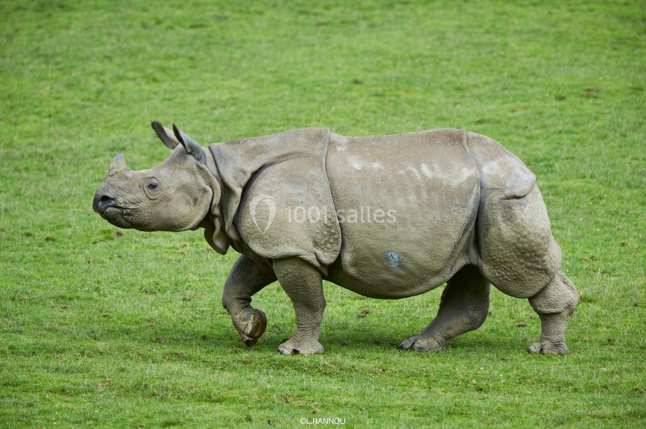 Rhinocéros marchant sur une pelouse verte, vu de profil.