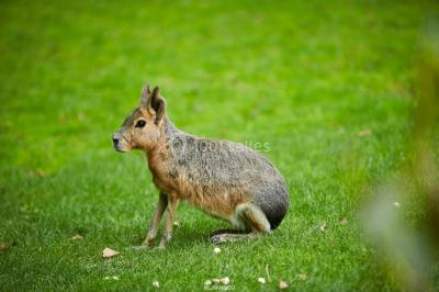 Logo du parc animalier et botanique de Branféré avec une silhouette de girafe et le texte ’La Fondation de France présente’.