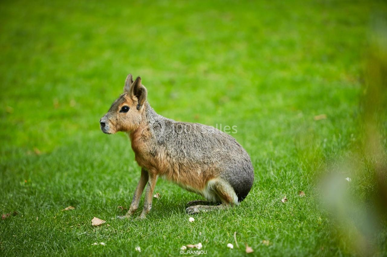 Un mara assis sur une pelouse verte, entouré de quelques feuilles éparses.