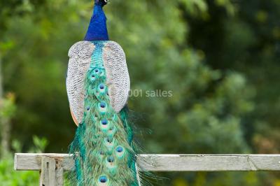 Logo du parc animalier et botanique de Branféré avec une silhouette de girafe et le texte ’La Fondation de France présente’.