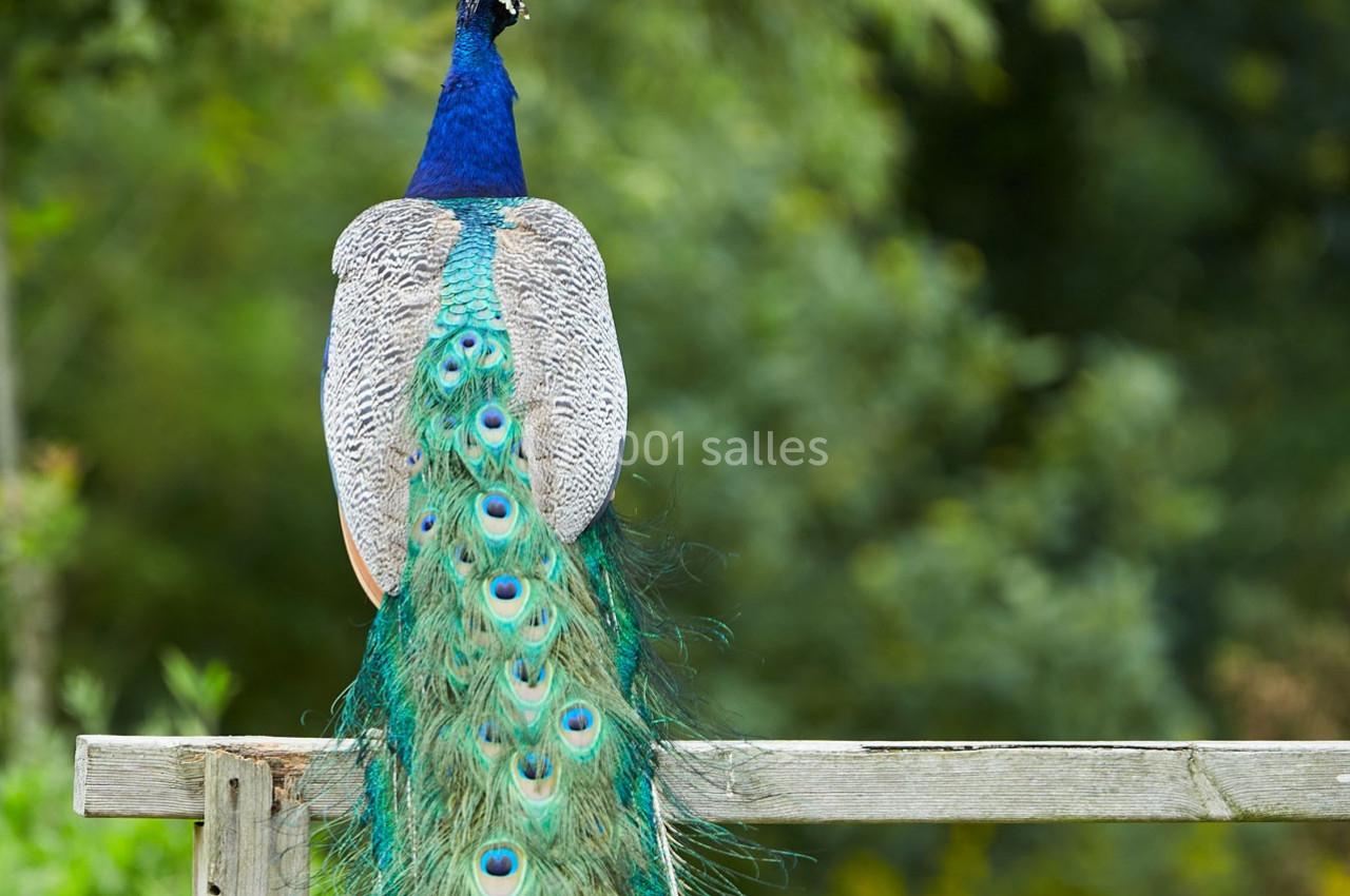 Paon vu de dos, perché sur une barrière en bois, montrant ses plumes colorées dans un environnement verdoyant.