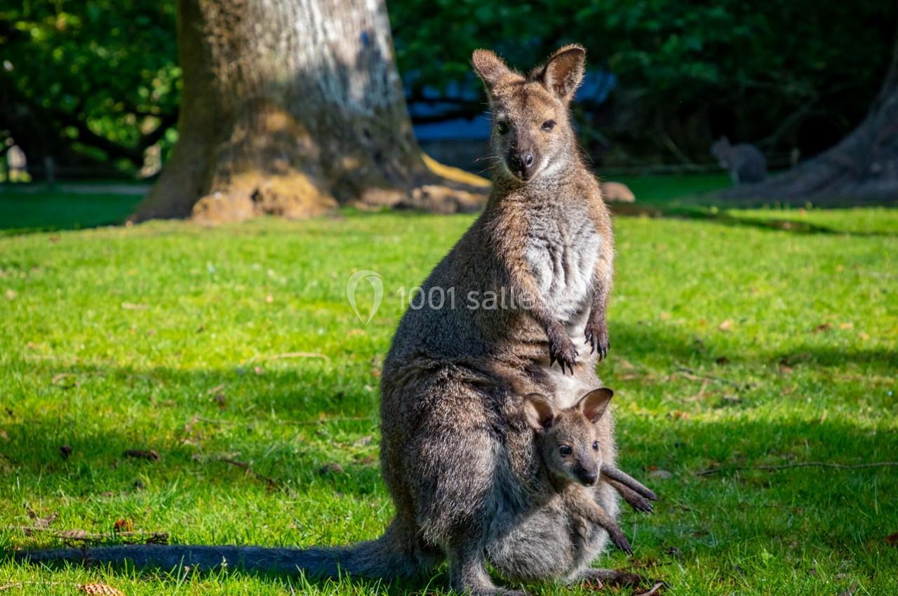 Un kangourou adulte avec un petit dans sa poche, assis sur une pelouse ensoleillée dans un parc boisé.