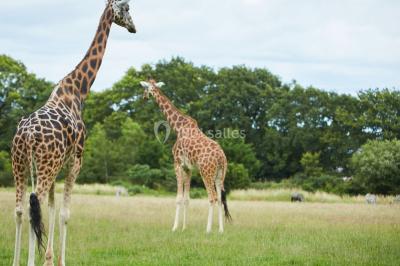 Logo du parc animalier et botanique de Branféré avec une silhouette de girafe et le texte ’La Fondation de France présente’.