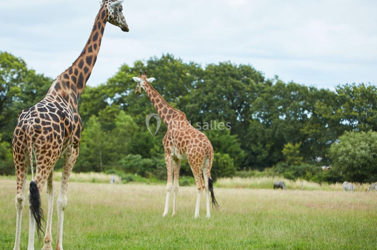 Deux girafes se tiennent dans une prairie verdoyante, entourées d'arbres sous un ciel légèrement nuageux.
