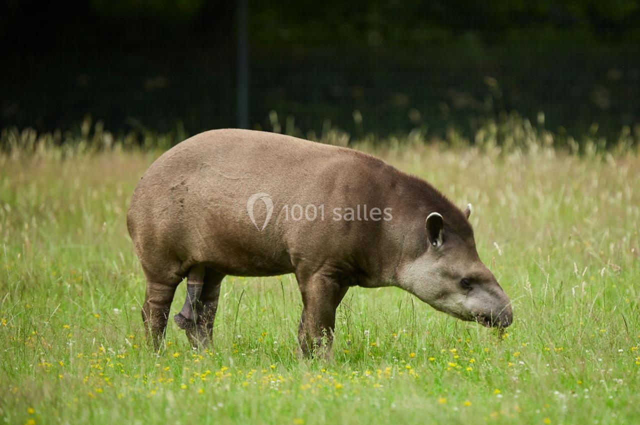 Un tapir brun broutant de l'herbe dans une prairie verdoyante parsemée de fleurs jaunes.