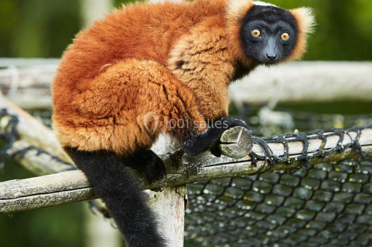 Un lémurien roux perché sur une structure en bois et filet, regardant en arrière dans un environnement naturel.