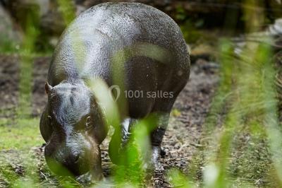 Logo du parc animalier et botanique de Branféré avec une silhouette de girafe et le texte ’La Fondation de France présente’.
