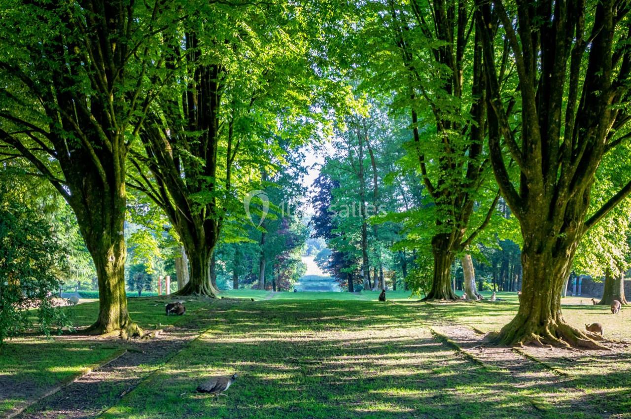 Allée bordée d'arbres avec un sol herbeux, baignée de lumière naturelle filtrant à travers le feuillage.
