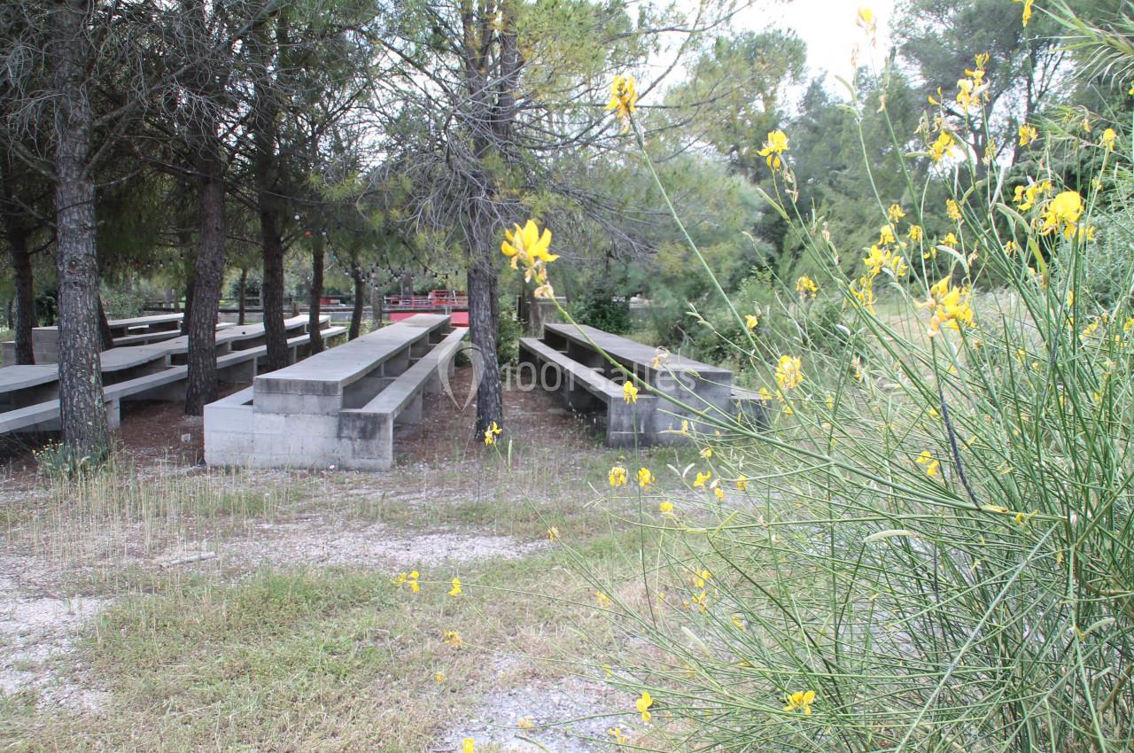 Tables en béton alignées sous des arbres dans un espace naturel, avec des fleurs jaunes au premier plan.
