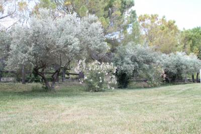 Un champ avec des vaches noires paissant, entouré de clôtures en bois et bordé d'arbres.