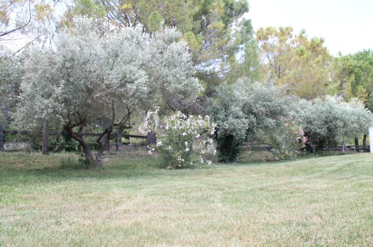 Alignement d'arbres et d'arbustes, dont des oliviers, sur une pelouse verte dans un cadre naturel et ensoleillé.
